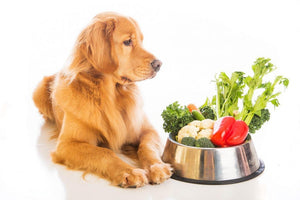 Dr. Karen Becker Reveals the Truth About Table Food and Dogs