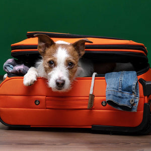 Tips on Preparing for Holiday Travel with Your Dog