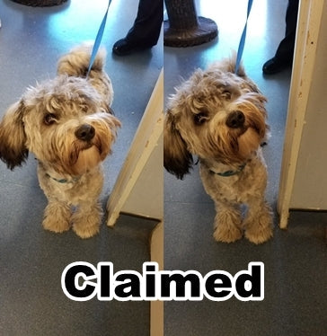 LOST DOG - CLAIMED!