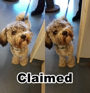 LOST DOG - CLAIMED!