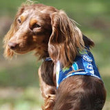 Cool Mesh Dog Harness with Leash - Hawaiian Ocean Blue and Palms